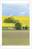 Spring Farm Fields by Anonymous