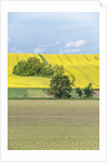 Spring Farm Fields by Anonymous