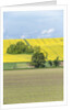 Spring Farm Fields by Anonymous