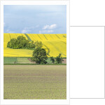 Spring Farm Fields by Anonymous