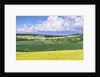 Spring Farm Fields by Anonymous