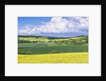 Spring Farm Fields by Anonymous