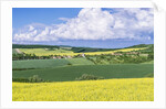 Spring Farm Fields by Anonymous