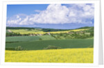 Spring Farm Fields by Anonymous