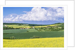 Spring Farm Fields by Anonymous