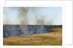 Bushfire in the Okavango Delta by Anonymous