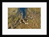 Aerial view of red lechwe by Anonymous