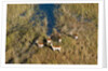 Aerial view of red lechwe by Anonymous