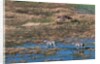 Aerial view of plains zebras by Anonymous