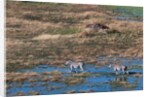 Aerial view of plains zebras by Anonymous