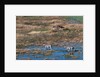 Aerial view of plains zebras by Anonymous