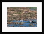 Aerial view of plains zebras by Anonymous