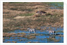 Aerial view of plains zebras by Anonymous