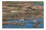 Aerial view of plains zebras by Anonymous