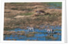 Aerial view of plains zebras by Anonymous