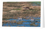 Aerial view of plains zebras by Anonymous
