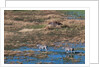 Aerial view of plains zebras by Anonymous