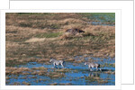 Aerial view of plains zebras by Anonymous