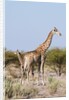 Southern giraffe by Anonymous