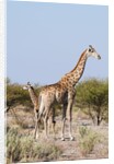 Southern giraffe by Anonymous