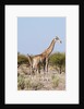 Southern giraffe by Anonymous
