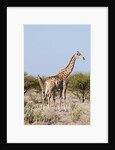 Southern giraffe by Anonymous