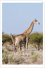 Southern giraffe by Anonymous