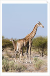 Southern giraffe by Anonymous