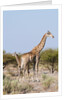Southern giraffe by Anonymous