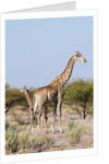 Southern giraffe by Anonymous