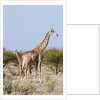 Southern giraffe by Anonymous