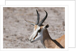 Springbok by Anonymous