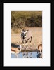 Gemsbok by Anonymous