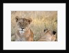 Lion (Panthera leo) by Anonymous