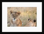 Lion (Panthera leo) by Anonymous