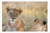 Lion (Panthera leo) by Anonymous