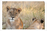 Lion (Panthera leo) by Anonymous