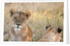 Lion (Panthera leo) by Anonymous