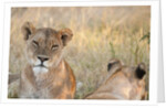 Lion (Panthera leo) by Anonymous