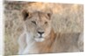Lion (Panthera leo) by Anonymous