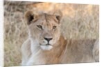 Lion (Panthera leo) by Anonymous