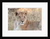 Lion (Panthera leo) by Anonymous