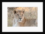 Lion (Panthera leo) by Anonymous
