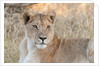 Lion (Panthera leo) by Anonymous
