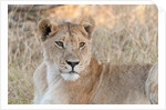 Lion (Panthera leo) by Anonymous