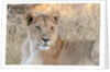 Lion (Panthera leo) by Anonymous