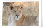 Lion (Panthera leo) by Anonymous