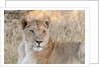 Lion (Panthera leo) by Anonymous