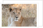 Lion (Panthera leo) by Anonymous