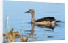 Knob-billed duck (Sarkidiornis melanotos) by Anonymous